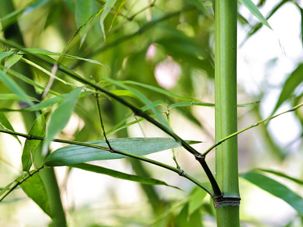 青竹苗竹子園林植物