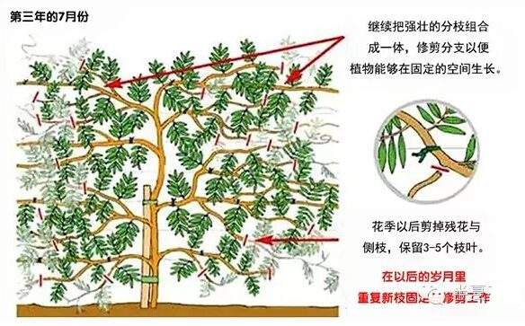 如何修剪紫藤讓其長成自己想要的造型