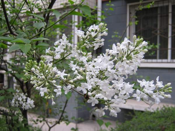 丁香花的種植方法以及養(yǎng)護技巧