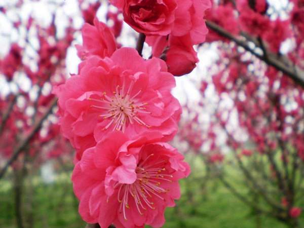 紅梅花一般什么時(shí)候開花？