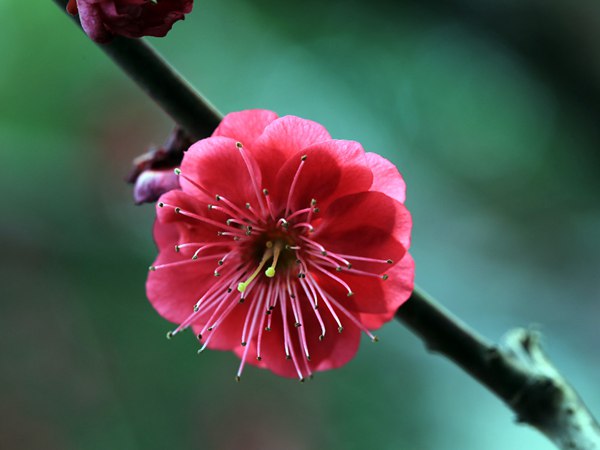 紅梅花一般什么時(shí)候開花？