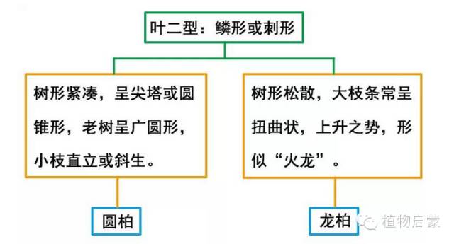 圓柏、刺柏、側(cè)柏、柏木以及龍柏的簡(jiǎn)易識(shí)別法