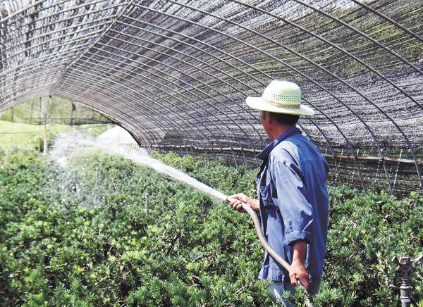 綠化苗木起苗出圃都有哪些注意事項？