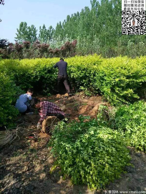 金葉女貞球--長景園林