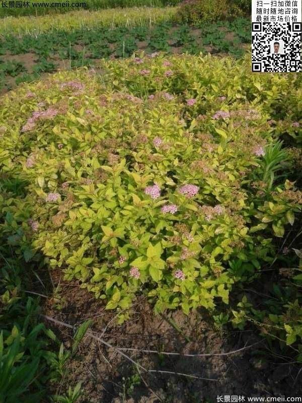 粉花繡線菊基地圖片