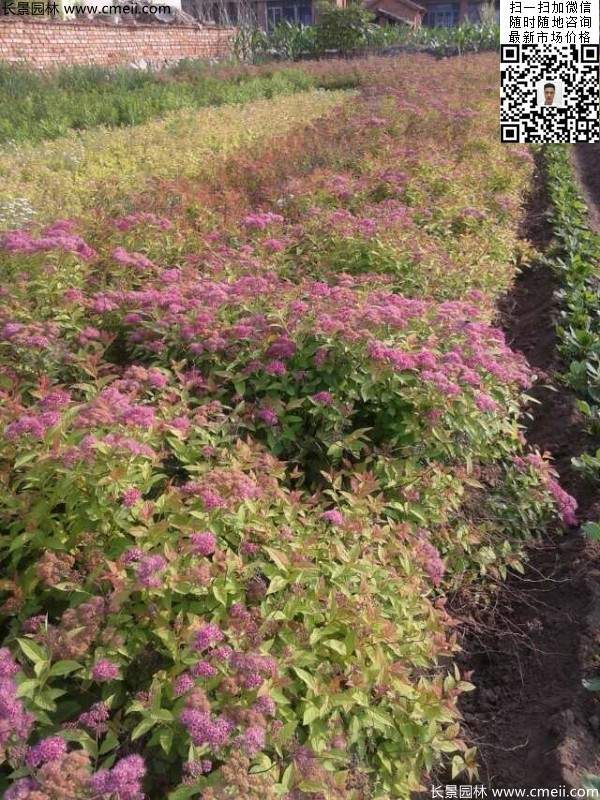 金焰繡線菊基地圖片