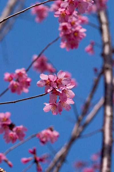 雞尾櫻花