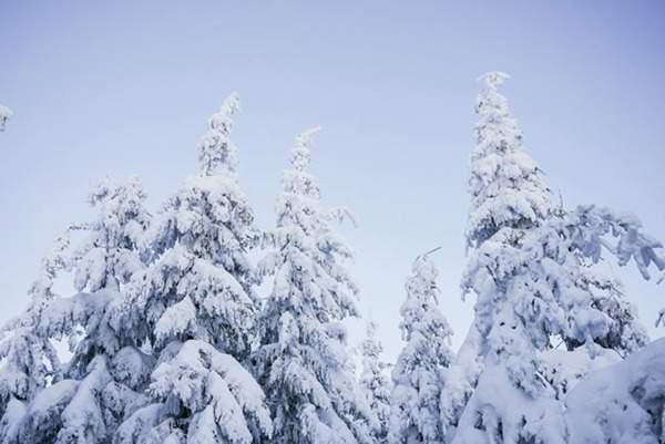 見(jiàn)過(guò)這樣的雪松造型樹(shù)嗎？美到你想不到