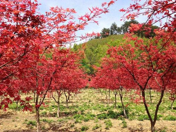 “顏值爆表”的日本紅楓，不是想看就能看！