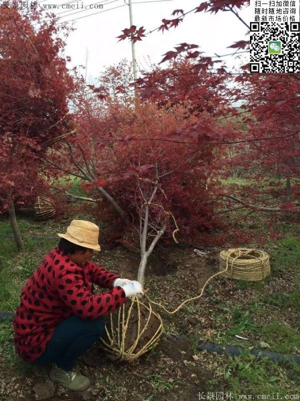 紅楓基地