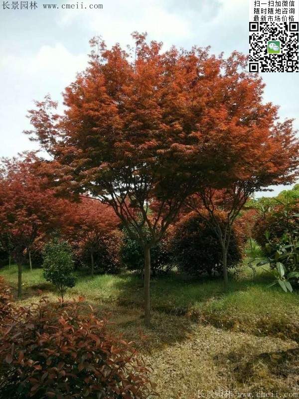 紅楓基地