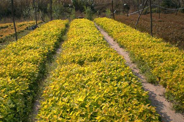 紅瑞木基地