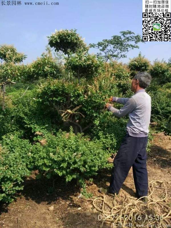 小葉女貞造型