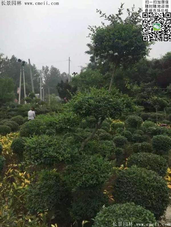 小葉女貞造型樹