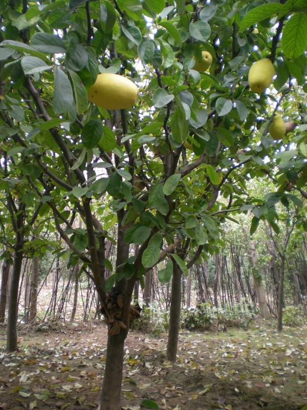 沭陽木瓜基地