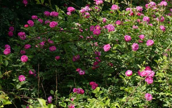 2016薔薇花多少錢一棵