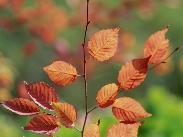 紅櫸葉