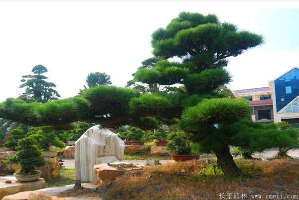 沭陽(yáng)黑松造型