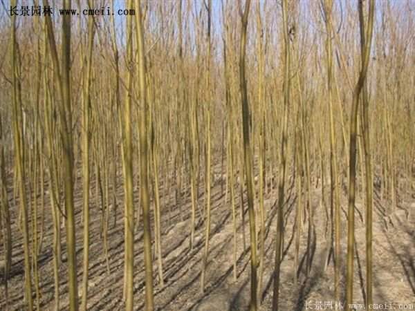 2016下半年沭陽地區(qū)金絲柳苗圃報價匯總