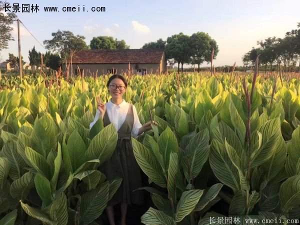 低價格，高質(zhì)量的美人蕉