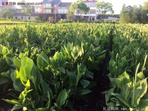 美人蕉種植經(jīng)驗(yàn)分享