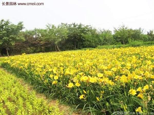 金娃娃萱草基地