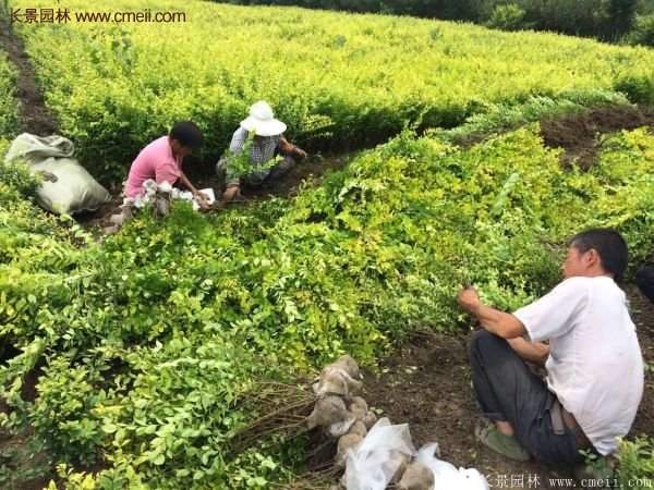 金葉女貞苗、金葉女貞球