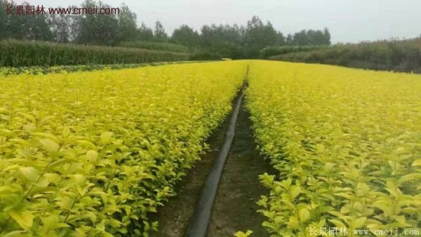 江蘇沭陽的金葉女貞基地