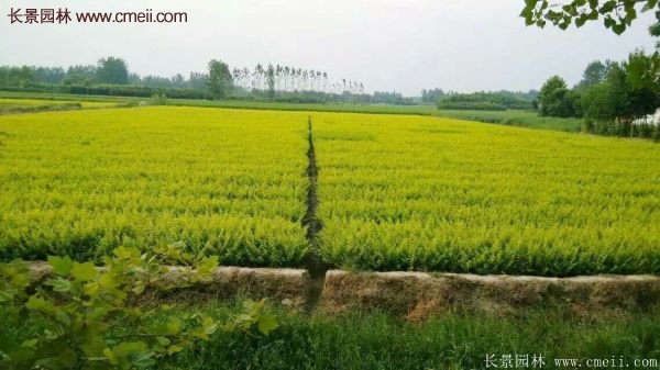 沭陽(yáng)基地的金葉女貞