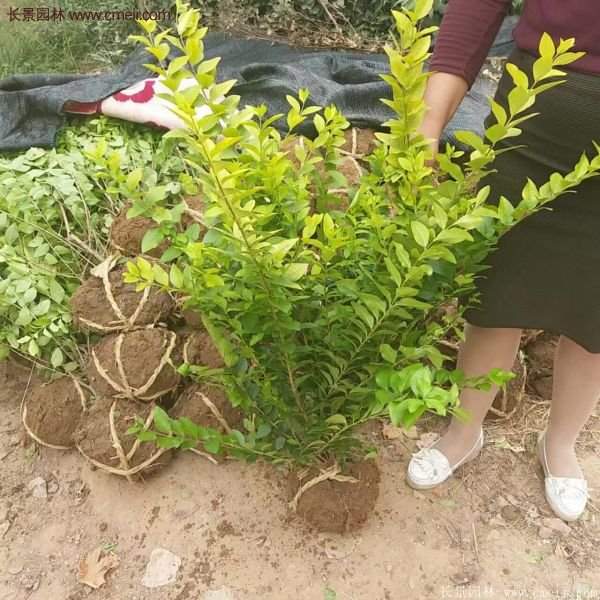 沭陽(yáng)金葉女貞苗