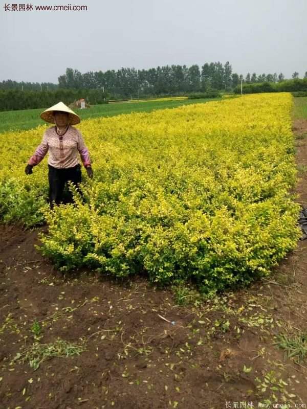 沭陽(yáng)金葉女貞基地