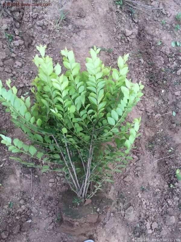 沭陽基地的金葉女貞