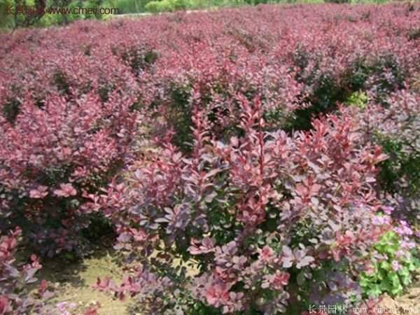 沭陽(yáng)的紅葉小檗基地