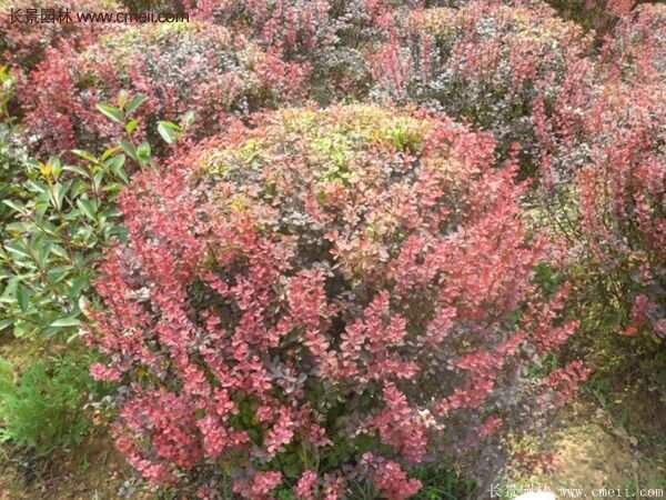 沭陽(yáng)基地的紅葉小檗苗、紅葉小檗球