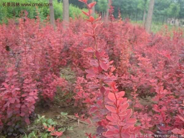 沭陽(yáng)基地的紅葉小檗苗、紅葉小檗球