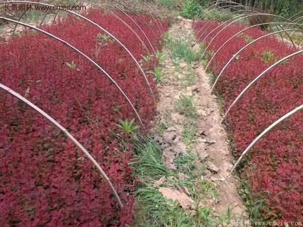 沭陽(yáng)基地的紅葉小檗苗、紅葉小檗球