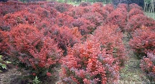 沭陽(yáng)基地的紅葉小檗苗、紅葉小檗球