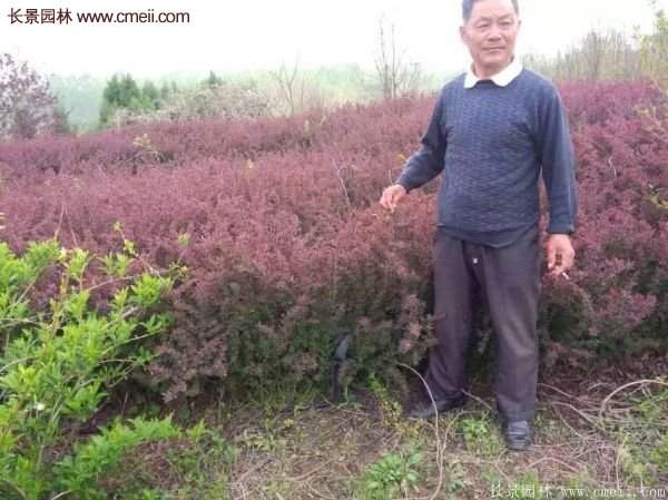 沭陽基地的紅葉小檗球