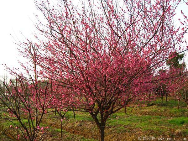 批發(fā)供應(yīng)紅梅和骨里紅梅，規(guī)格齊全、價格低