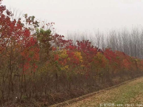 山烏桕圖片山烏桕苗木基地實(shí)拍