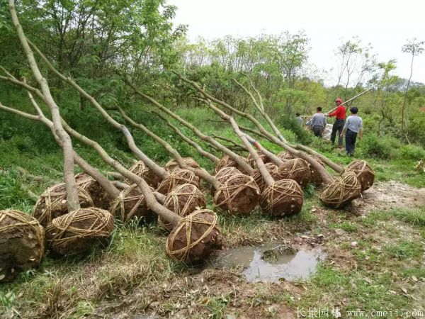 烏柏樹(shù)圖片烏柏樹(shù)苗木基地實(shí)拍