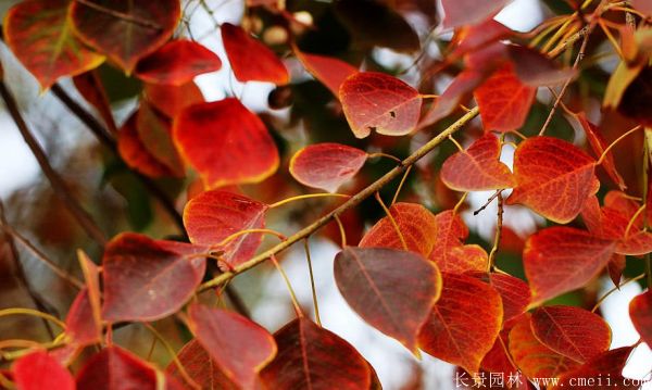 紅烏桕圖片紅烏桕基地實拍