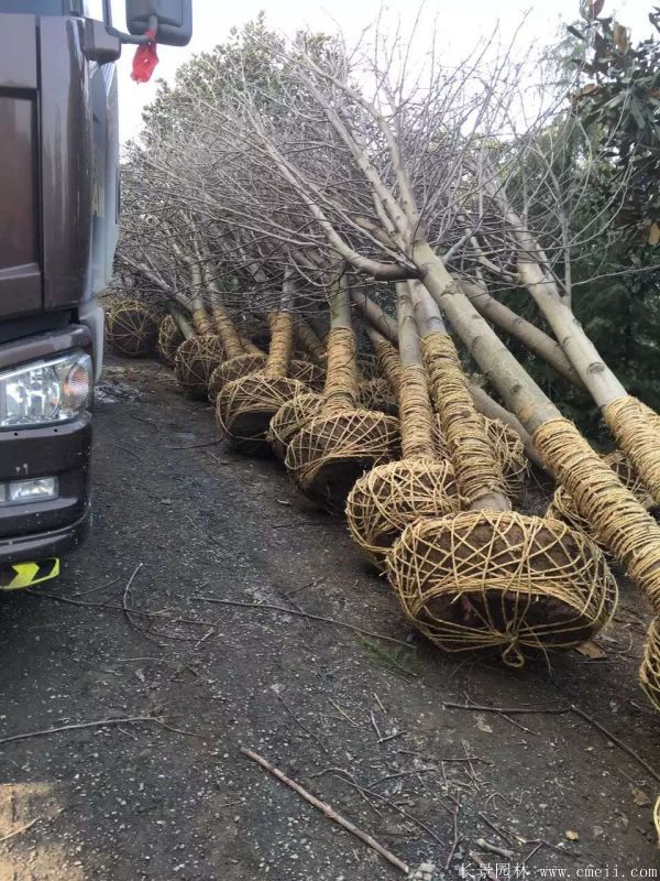 馬褂木圖片馬褂木基地實拍