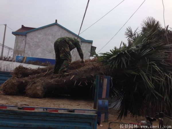 棕樹圖片棕樹基地實(shí)拍