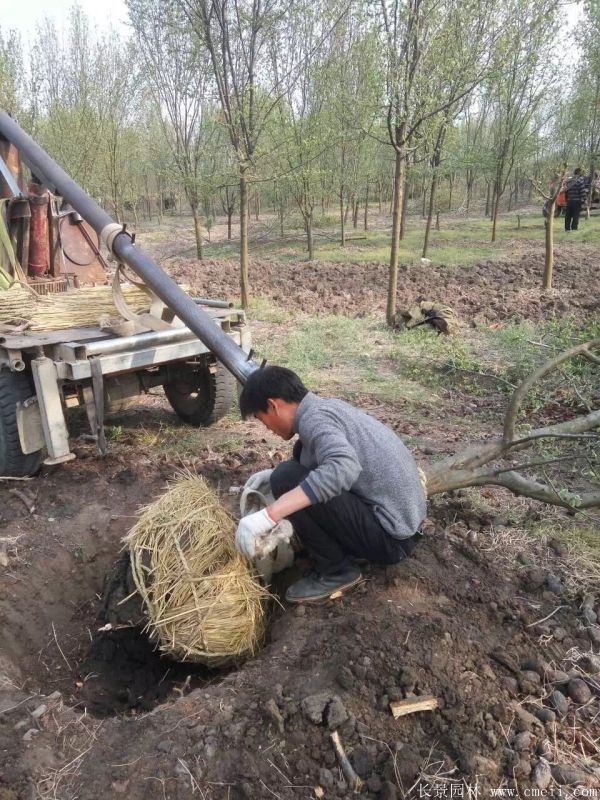 木瓜樹圖片木瓜樹基地實拍