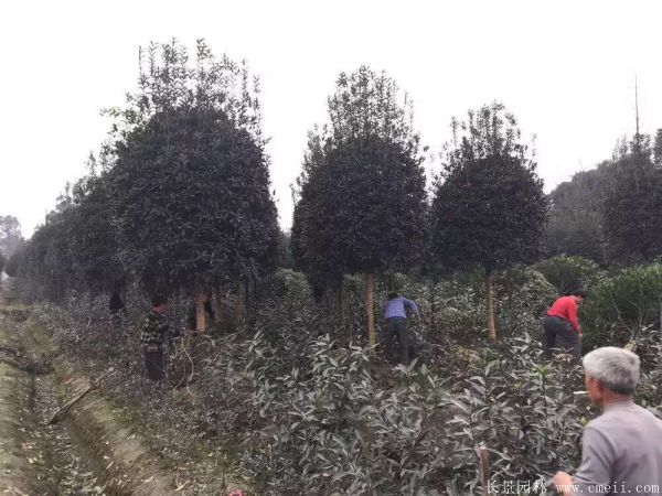 桂花樹圖片桂花樹基地實(shí)拍