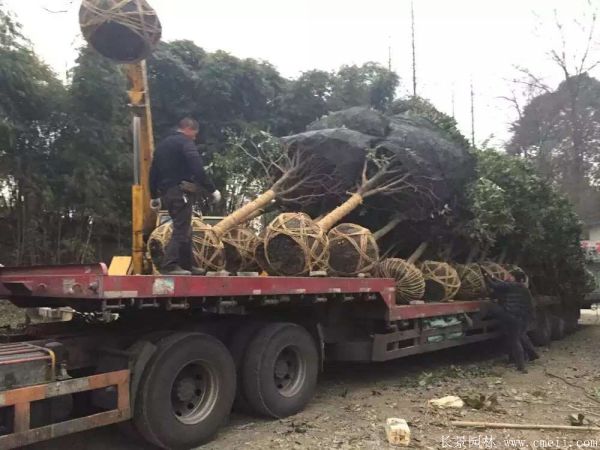 桂花樹圖片桂花樹基地實(shí)拍