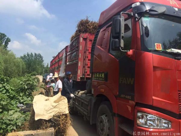 茍樹圖片茍樹基地實(shí)拍