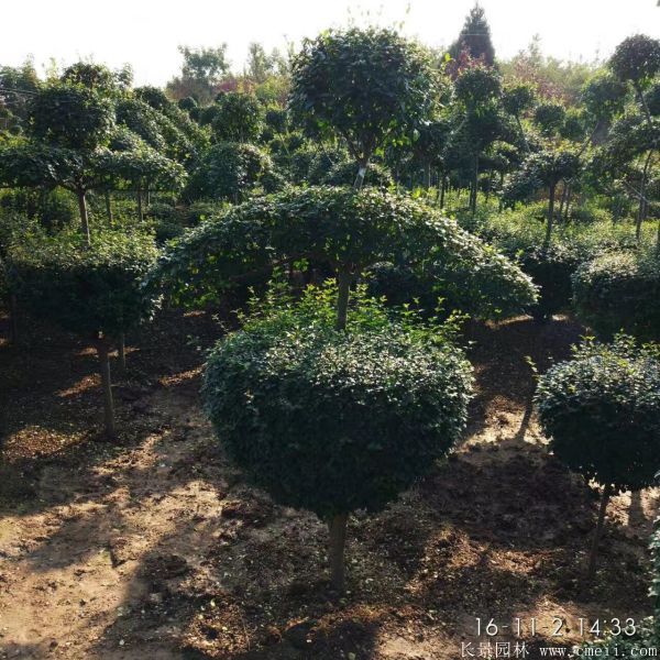 小葉女貞造型樹圖片基地實拍