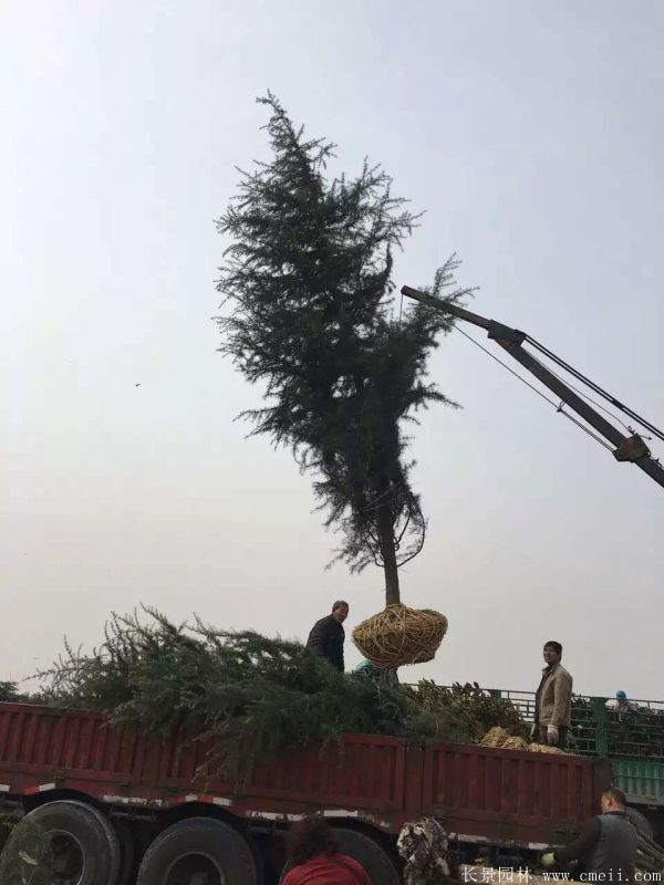 雪松圖片雪松基地實(shí)拍